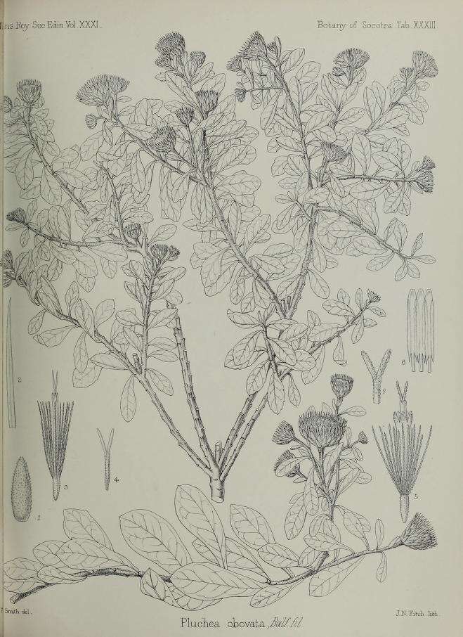 Image of Pluchea obovata Balf. fil.