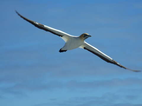 Image of Cape Gannet