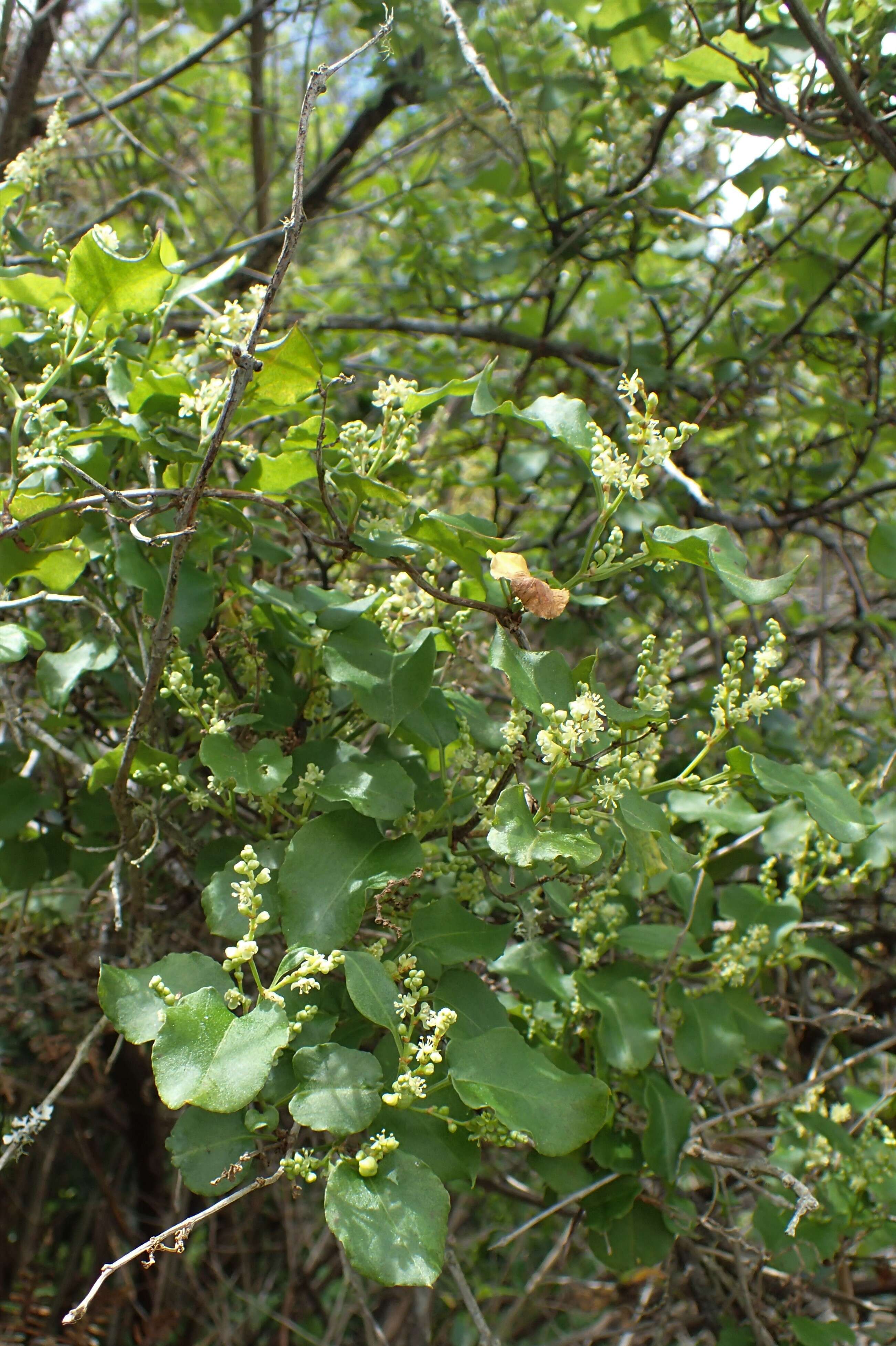 Image of Muehlenbeckia australis (Forst. fil.) Meisn.