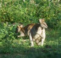 Image of Agile Wallaby