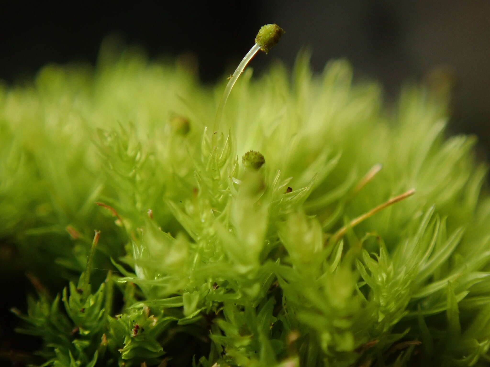 Image of aulacomnium moss