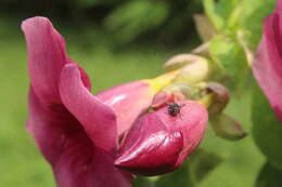 Image of purple allamanda