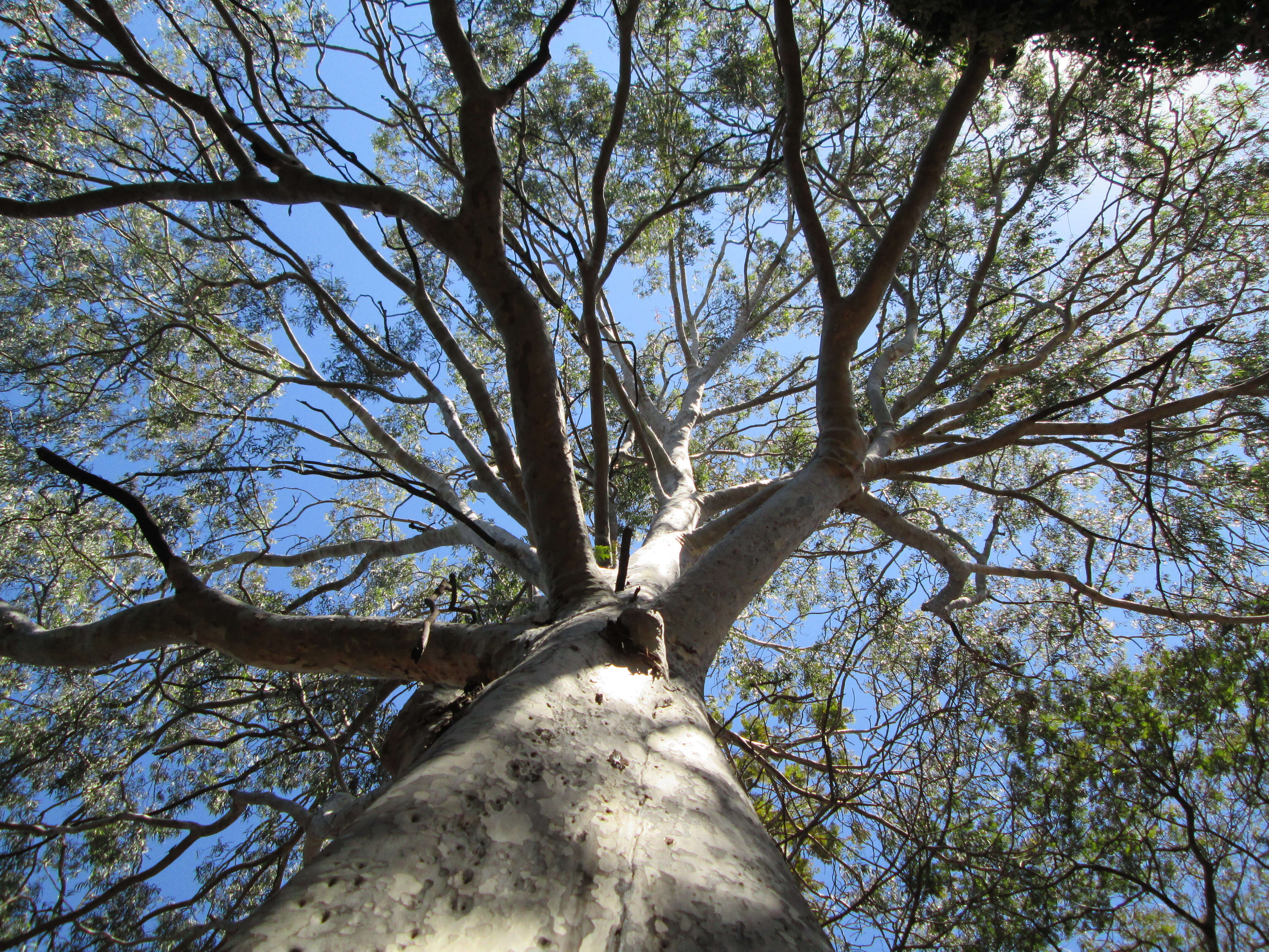 Plancia ëd Eucalyptus dunnii Maiden