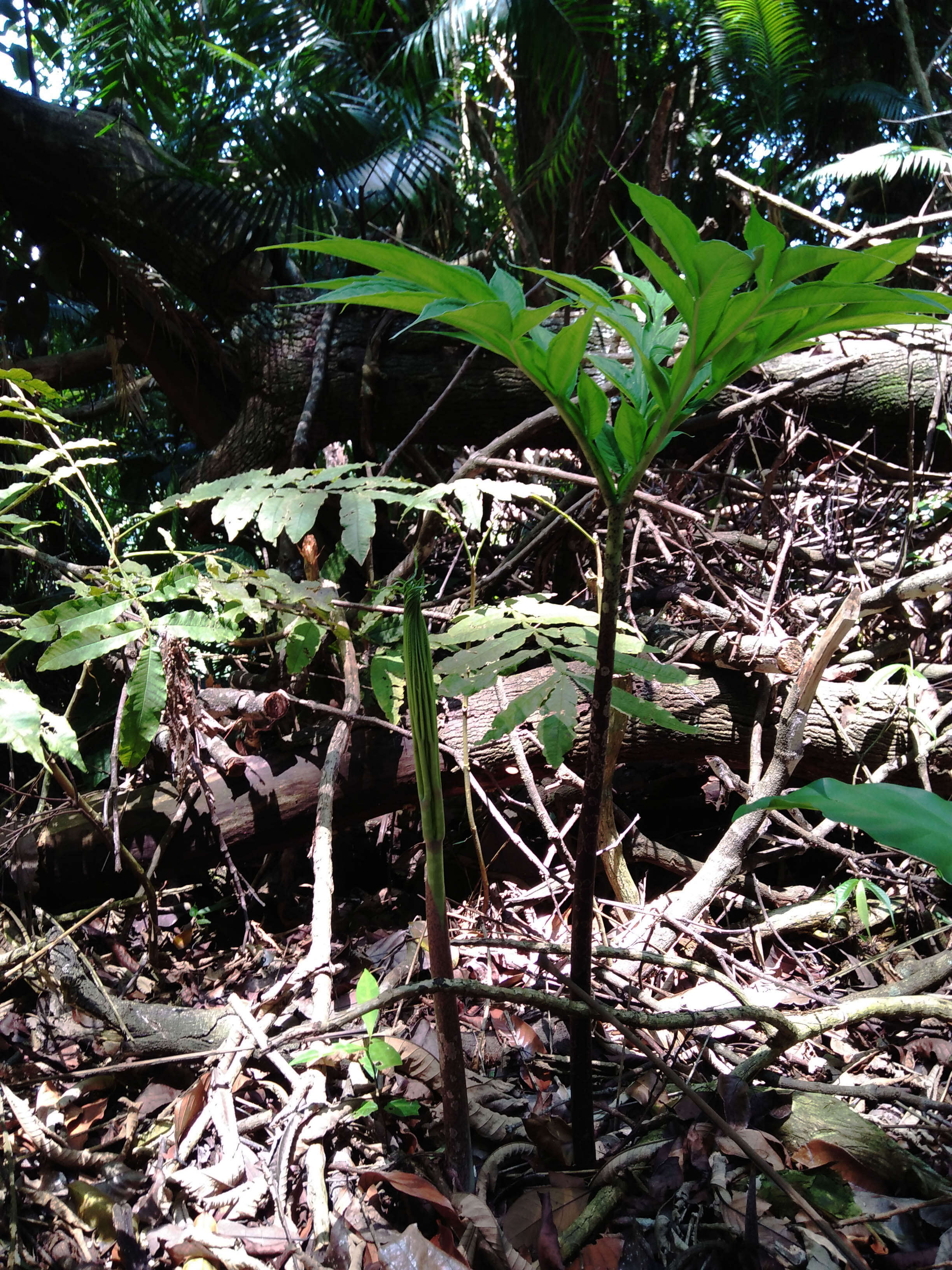 Amorphophallus titanum (Becc.) Becc. resmi