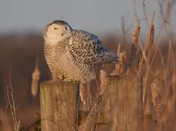 Image of Snowy Owl