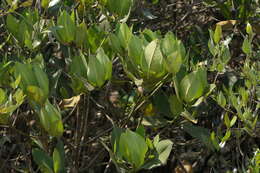 Image of Mangrove