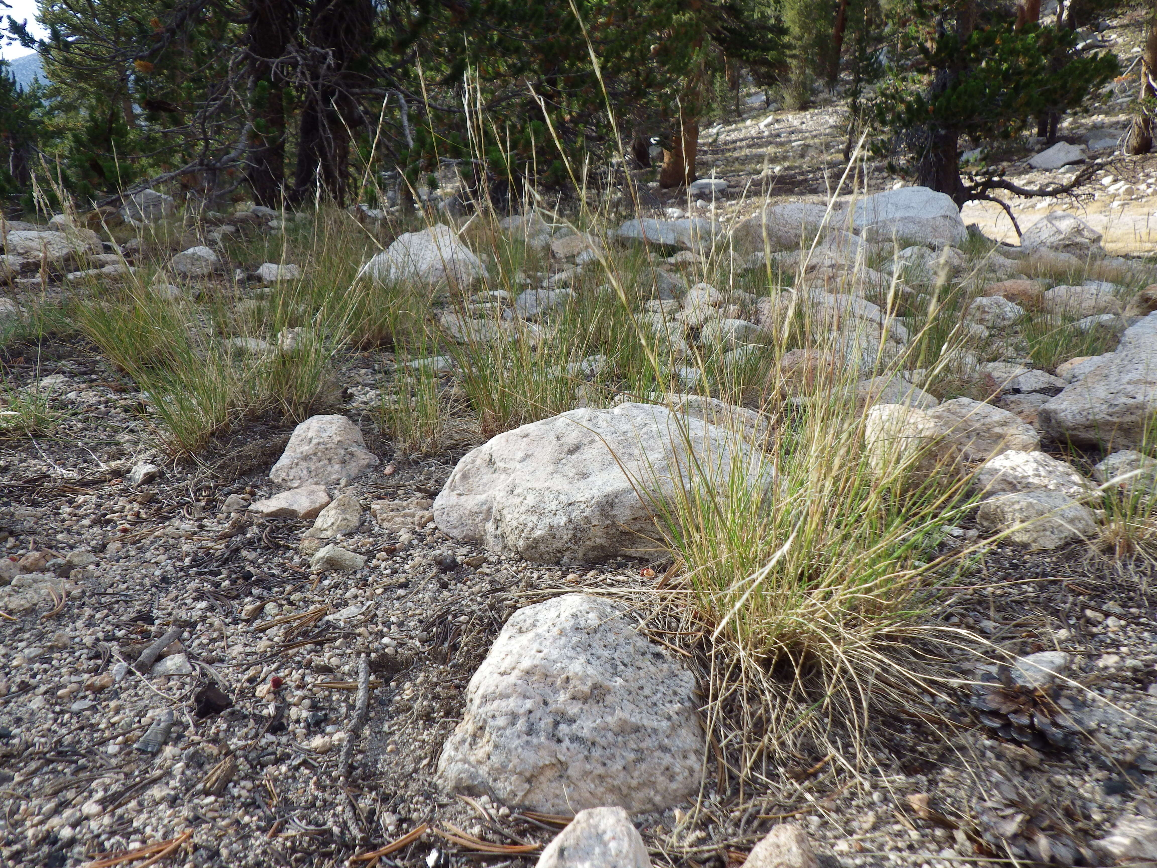 Image of western needlegrass