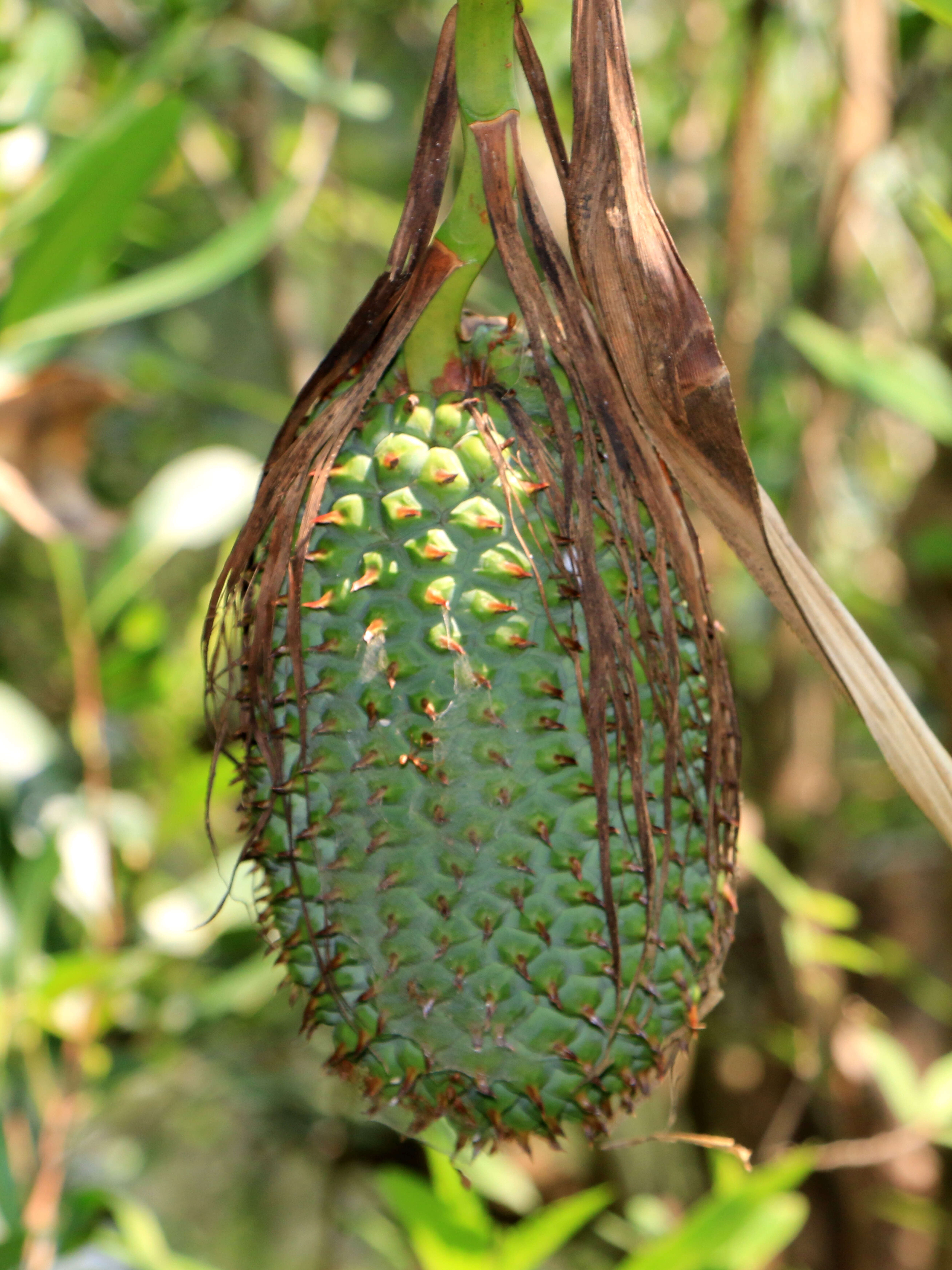 Imagem de Pandanus furcatus Roxb.