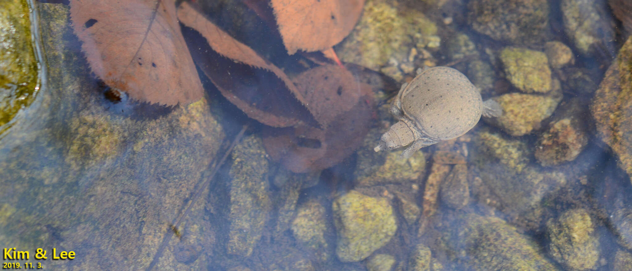 Image of Northern Chinese softshell turtle