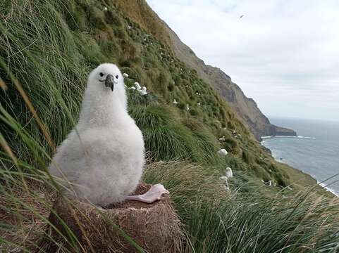 Image de Albatros de Carter