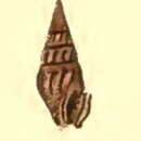 Image of Crassispira rustica (G. B. Sowerby I 1834)