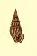 Image of Crassispira rustica (G. B. Sowerby I 1834)