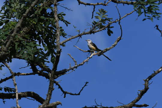 Image of Scissor-tailed Flycatcher