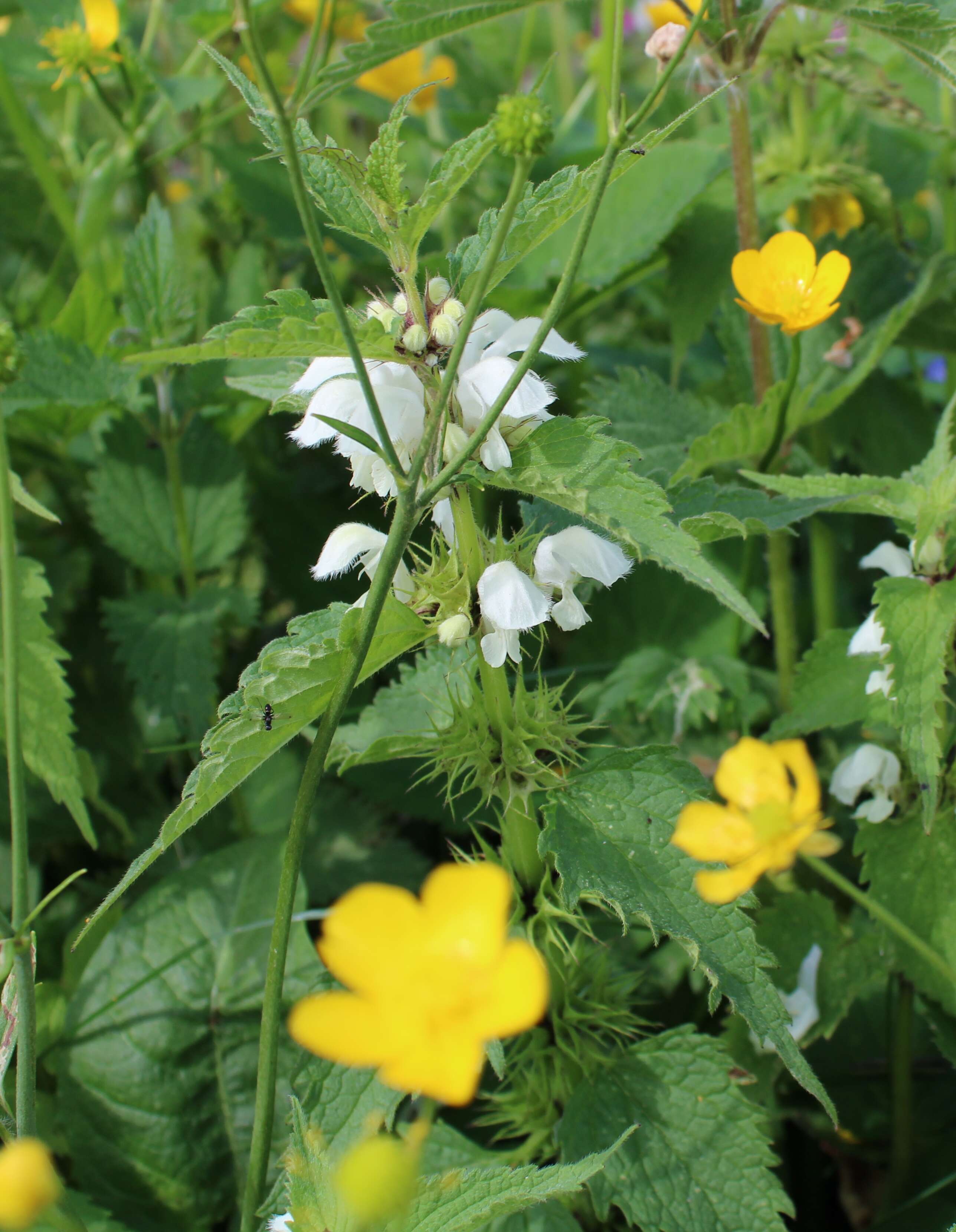 Image of white deadnettle