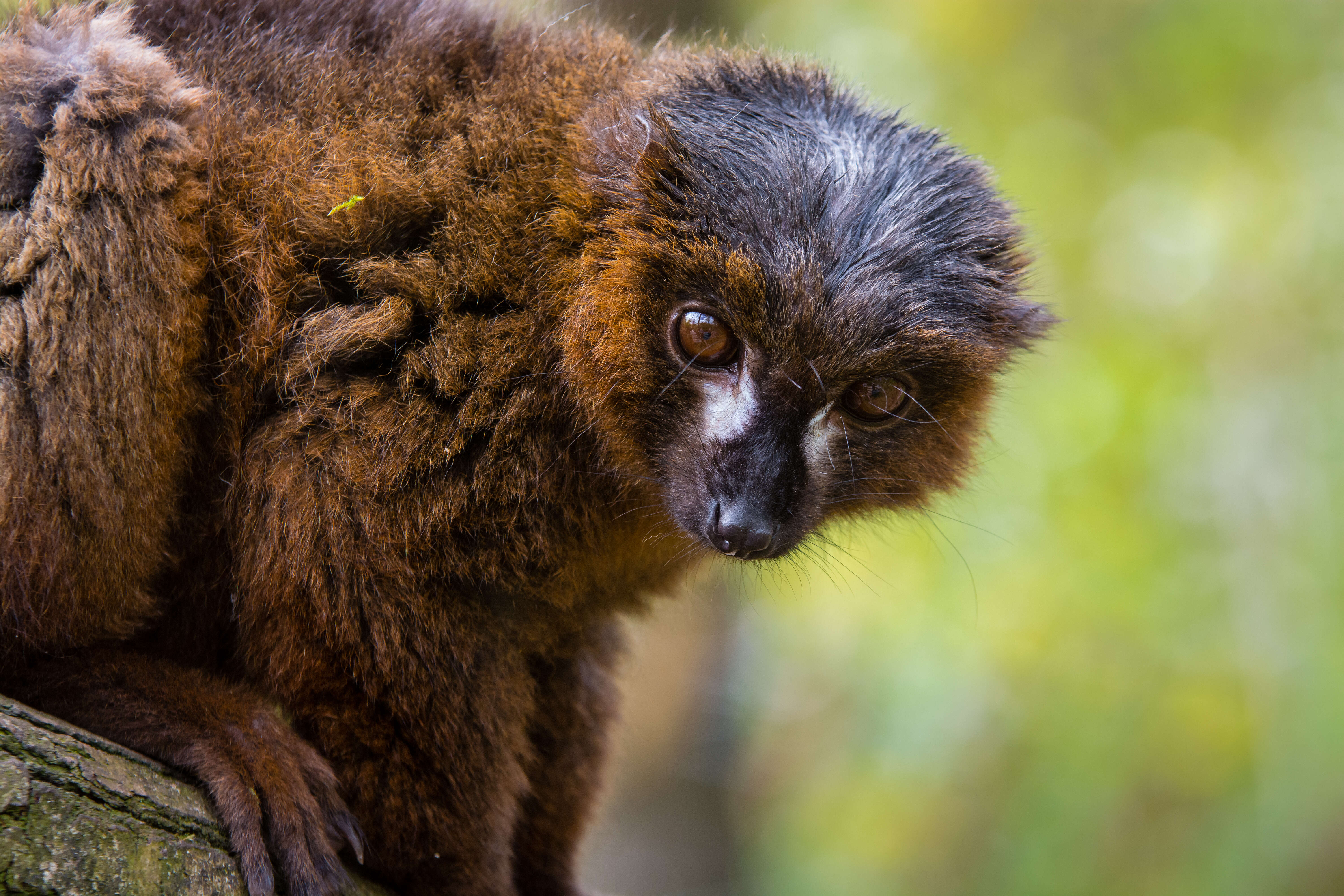 Image of Red-bellied Lemur