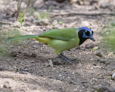 Image of Green Jay