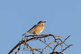 Image of Pink-breasted Lark