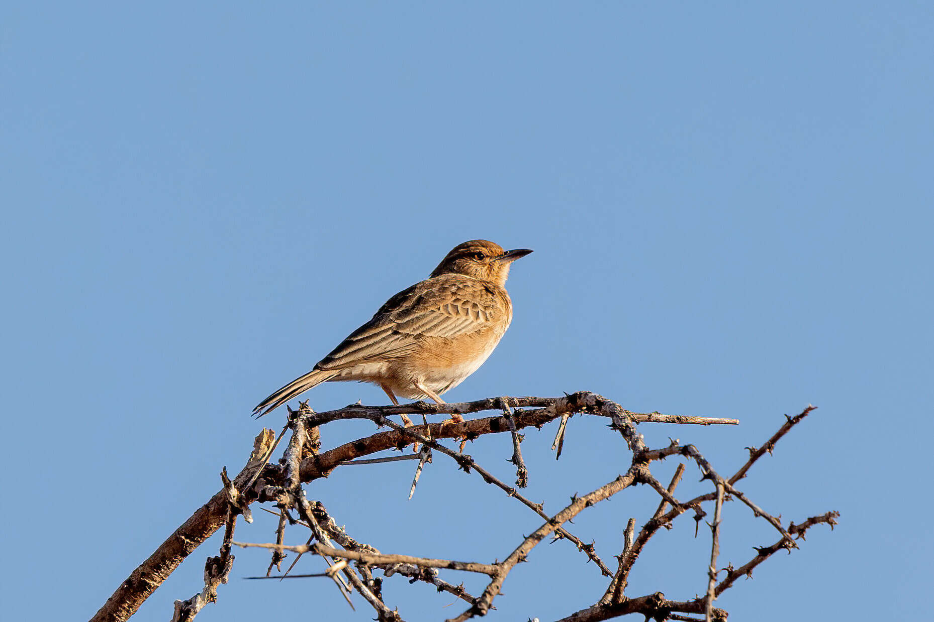 Image of Pink-breasted Lark