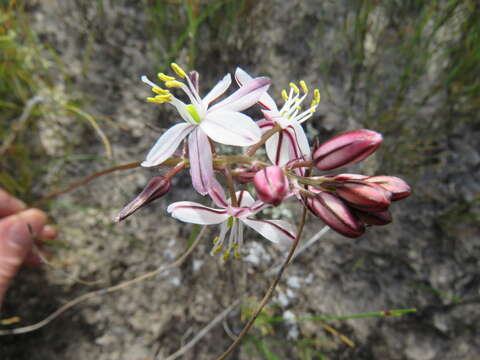 Image of Drimia exuviata (Jacq.) Jessop