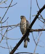 Image of Levant Sparrowhawk