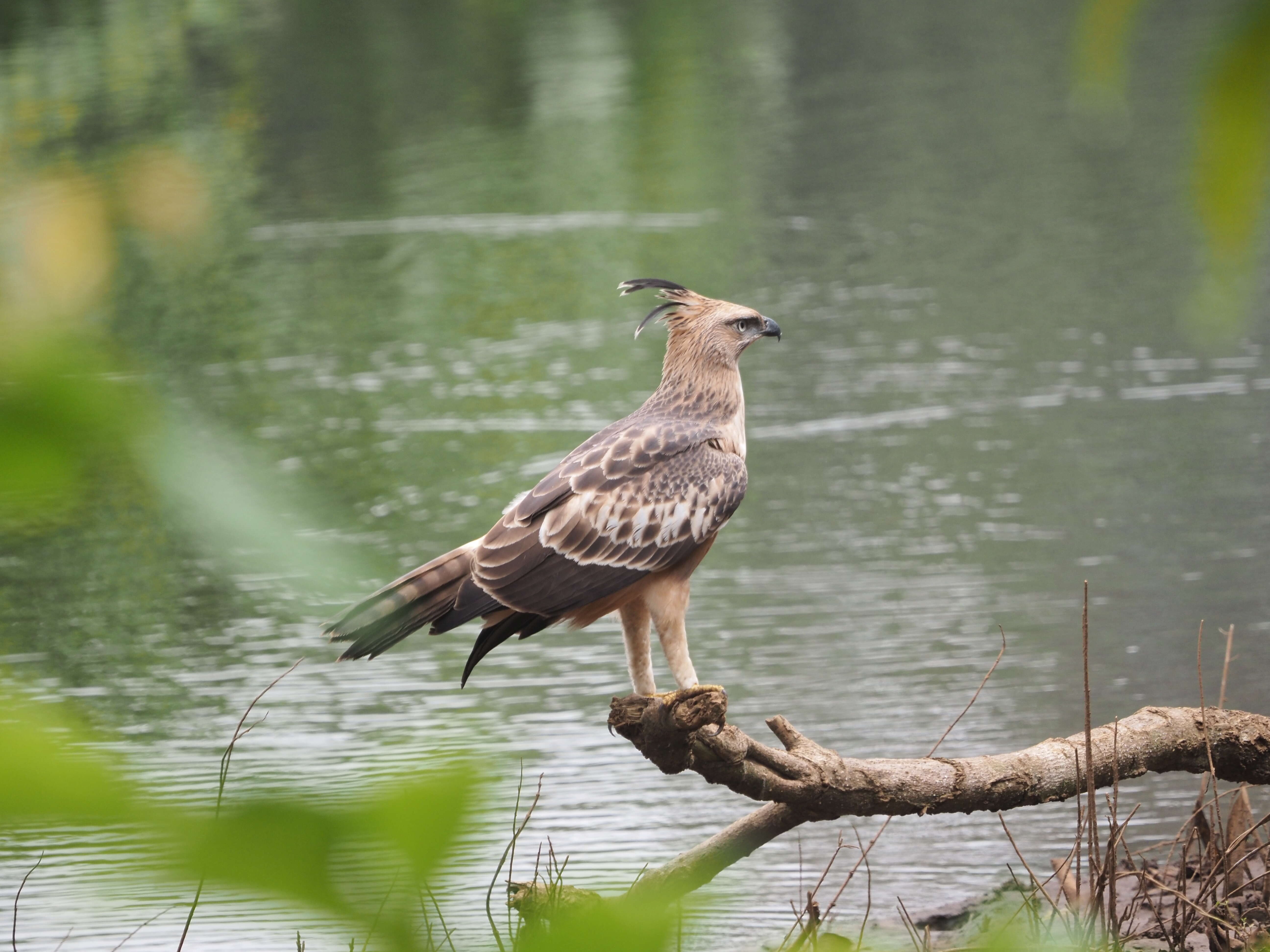 Nisaetus cirrhatus (Gmelin & JF 1788) resmi