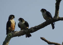 Image of Black-thighed Falconet