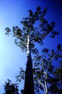 Image of gray gum