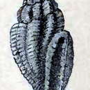 Image of Eucithara isseli (G. Nevill & H. Nevill 1875)