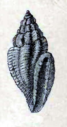 Image of Eucithara isseli (G. Nevill & H. Nevill 1875)