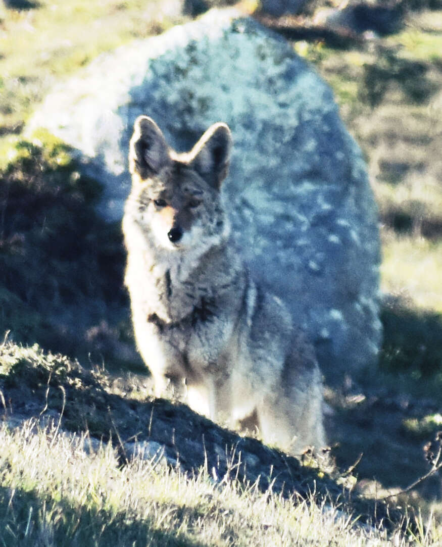 Image of American jackal