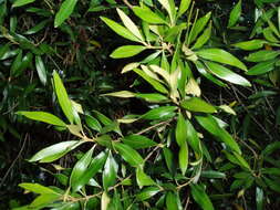 Image of African olive