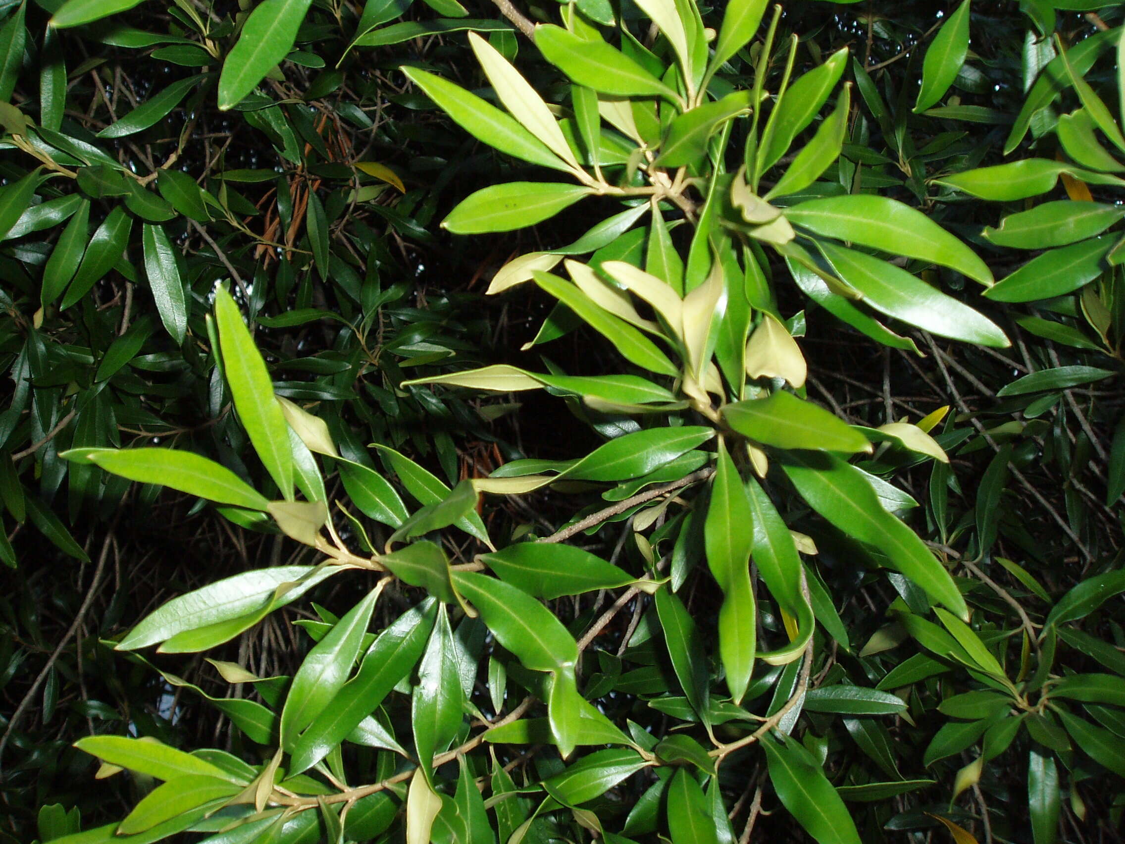 Image of African olive