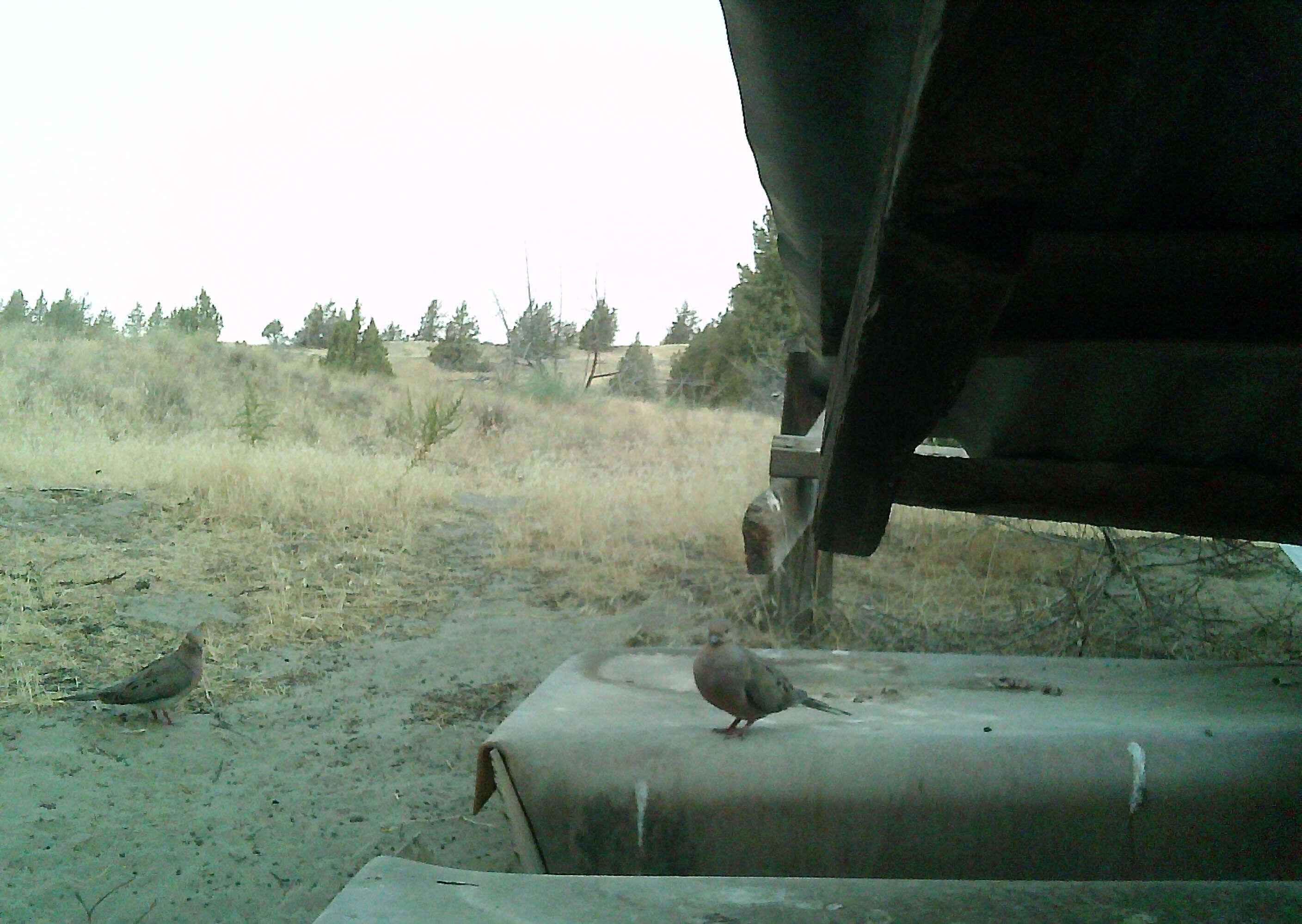 Image of American Mourning Dove