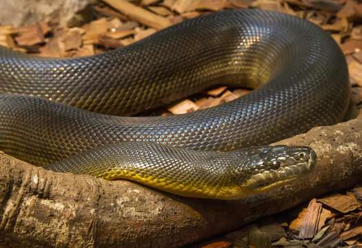 Image of Brown water python