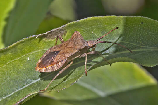 Image of Coreus