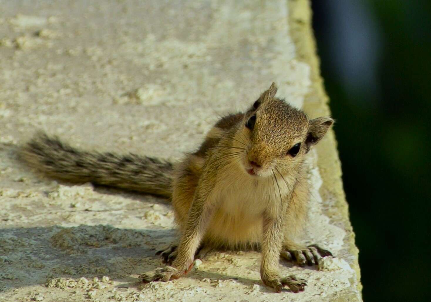 Image of squirrels, dormice, and relatives