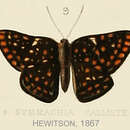 Image of Symmachia calliste Hewitson (1867)