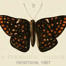 Слика од Symmachia calliste Hewitson (1867)