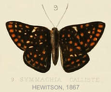 Слика од Symmachia calliste Hewitson (1867)