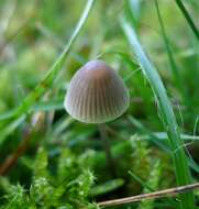 Image of Mycena flavescens Velen. 1920