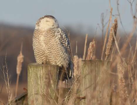 Image of Snowy Owl