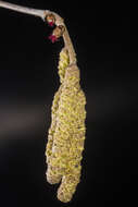 Image of Cobnut