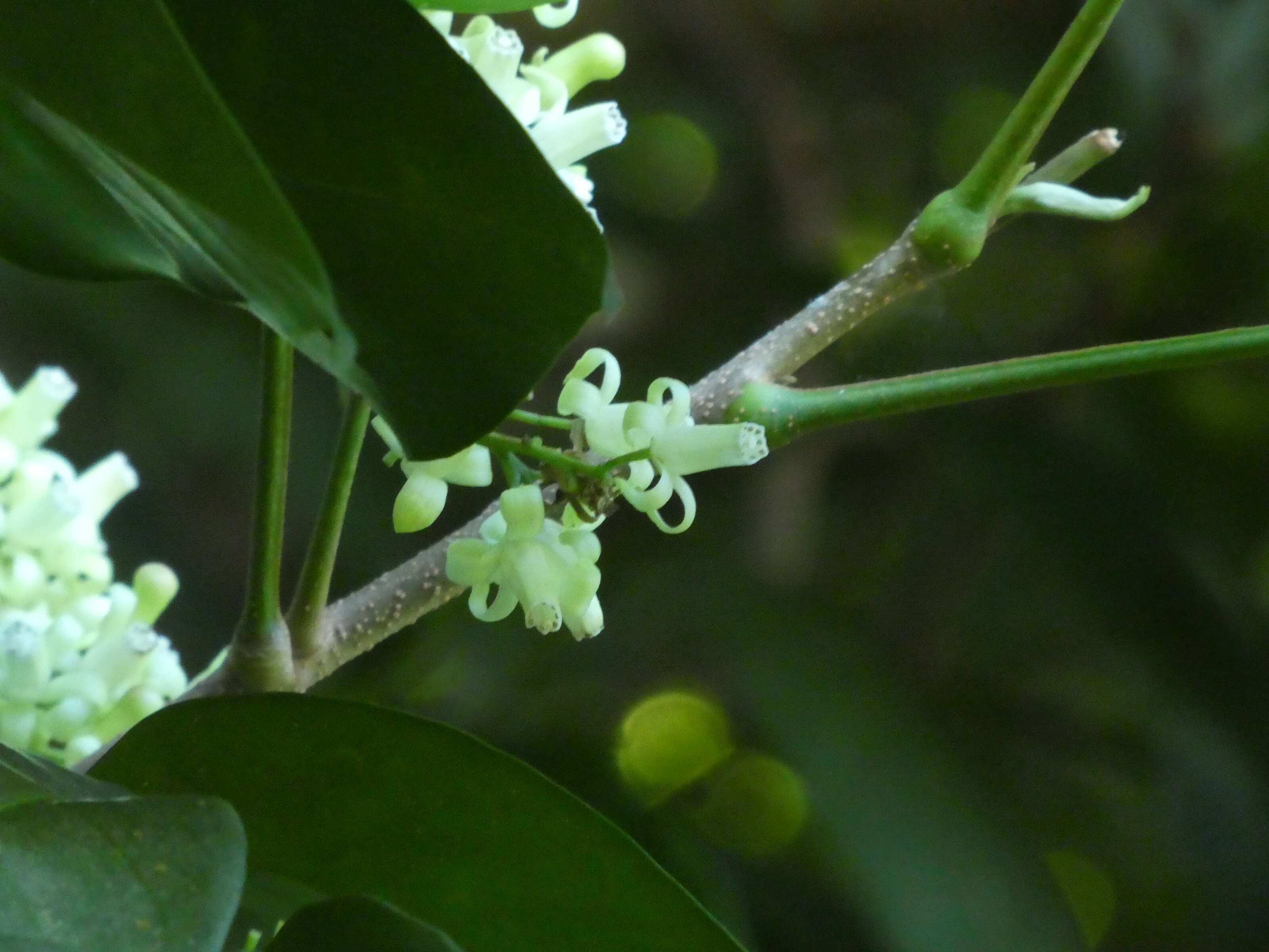 Image de Dysoxylum arborescens (Bl.) Miq.