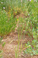 Imagem de Bromus marginatus Nees ex Steud.