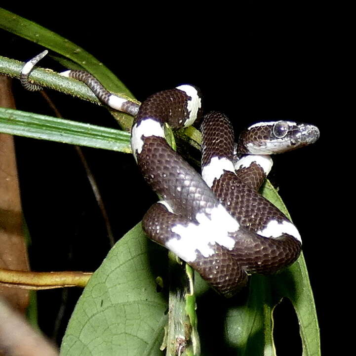 Image of Brown Wolf Snake