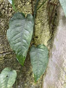 Image of Monstera siltepecana Matuda