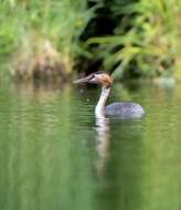 Image of Podiceps Latham 1787