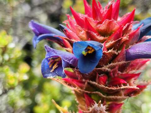 Image of Puya eryngioides André