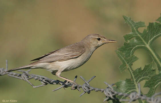 Image of Eastern Olivaceous Warbler