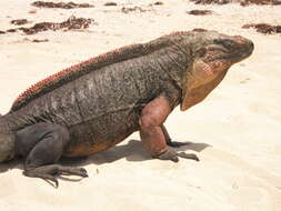 Image of Andros Island Iguana